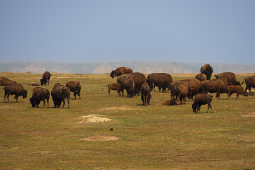Bison herd at Theodore Roosevelt National Park, North Dakota