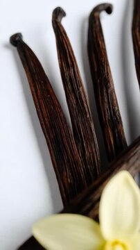 Aromatic brown vanilla bean pods arranged with soft white delicate vanilla flower for culinary ingredient spice flavoring concept