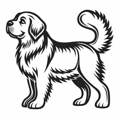 Vector illustration of a cute black and white purebred Border Collie puppy sitting, isolated on a white studio background