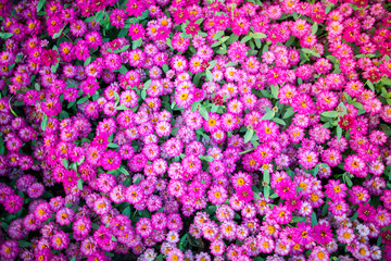 Dianthus flower on grass field