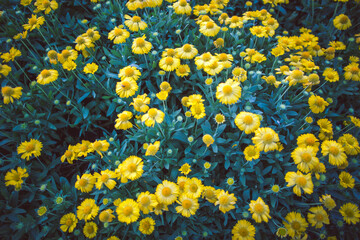 Close up of colorful little yellow star flower in the garden, Melampodium divaricatum
