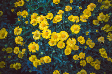 Close up of colorful little yellow star flower in the garden, Melampodium divaricatum
