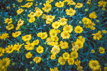 Close up of colorful little yellow star flower in the garden, Melampodium divaricatum
