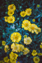 Close up of colorful little yellow star flower in the garden, Melampodium divaricatum