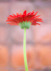 Beautiful red gerbera flower