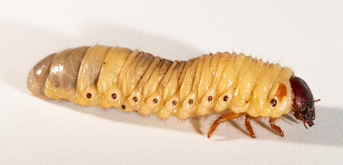 European rhinoceros beetle (Oryctes nasicornis) is a large flying beetle belonging to the subfamily Dynastinae. The insect larva is located on a white background before pupation.