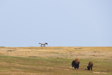 Bison in foreground with wild horses in background at Theodore Roosevelt National Park, North Dakota