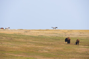 Bison in foreground with wild horses in background at Theodore Roosevelt National Park, North Dakota