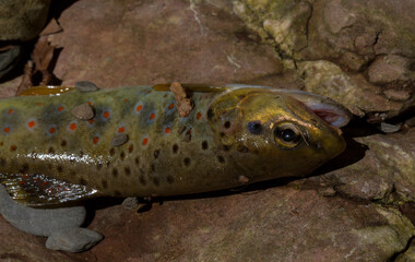 The Black Sea salmon. Salmo trutta labrax. Fishing in the mountain streams of Bulgaria. One fish on earth.