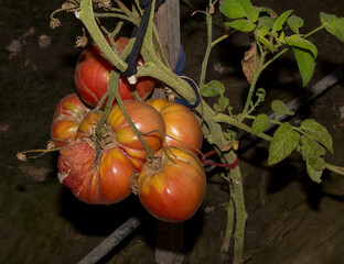 White mold of tomatoes (sclerotinia). Tomato is the edible berry of the plant Solanum lycopersicum.