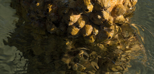 Tetraclita squamosa - Thatched barnacle. Balanus (Balanomorpha) is a genus of barnacles in the...