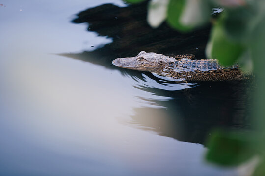 alligator in a pond