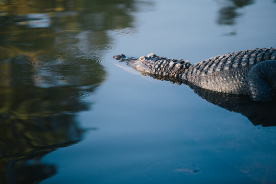 alligator in a pond
