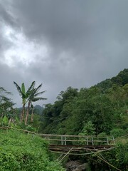 trees in the mountains