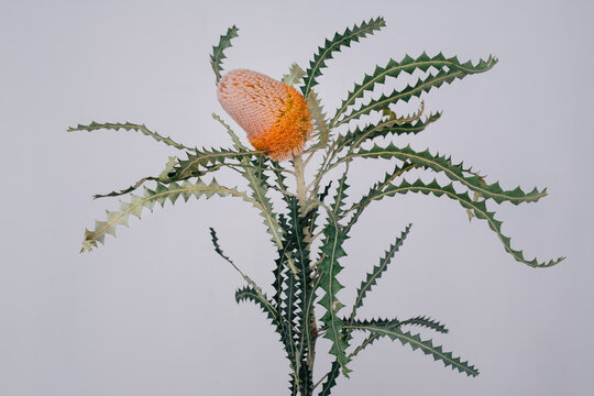 Fototapeta flower
