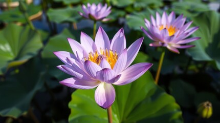 Serene Lotus Blooms: A close-up of several lotus blossoms in full bloom, their delicate lavender petals gracefully unfurling under the soft sunlight, surrounded by lush green foliage.