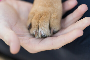 dog paw in human hand