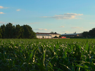 Early evening corn field in the Czech Republic, farmhouse in the background.