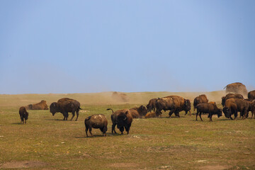 Bison herd at Theodore Roosevelt National Park, North Dakota