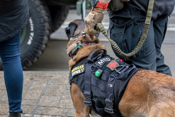 Military working dog with tactical vest and medic patch on a leash held by handler in uniform...