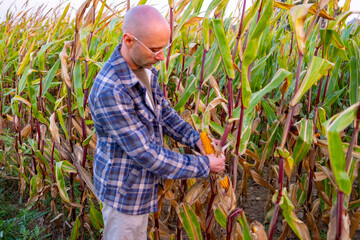 Young farmer inspecting, checking ripe corn cob in field, Dedicated farmer passionate about...
