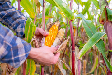 Young farmer inspecting, checking ripe corn cob in field, Dedicated farmer passionate about...