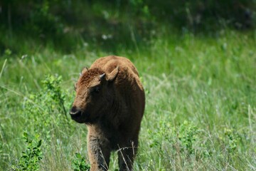 Baby bison in the grass