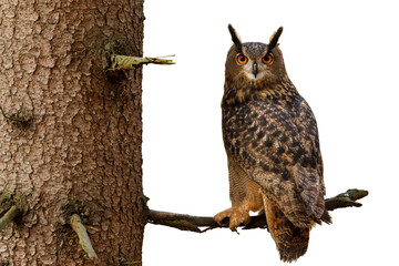 Owl isolated on white background. Eagle owl, Bubo bubo, perched on spruce branch in forest....