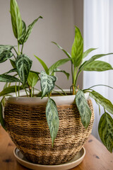 Vibrant chinese evergreen plant thrives in a stylish woven pot, placed on a rustic wooden table,...