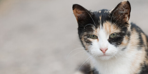 Portrait of a beautiful calico cat sitting outdoors, enjoying the fresh air, showcasing its unique...