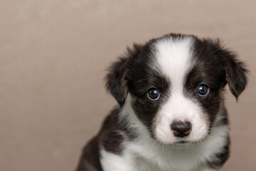Cute cardigan welsh corgi puppy looking at the viewer with its big blue eyes, posing on a seamless beige background, creating a heartwarming and adorable scene