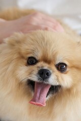 Veterinarian is stroking a happy pomeranian dog lying on examination table with its mouth open and...