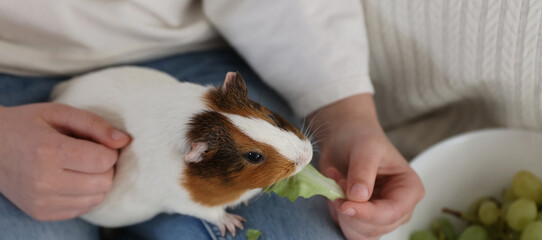Close-up of a child's hands gently holding a guinea pig while feeding the furry pet a fresh lettuce...