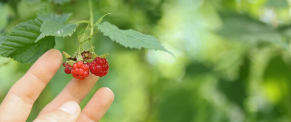 Hand gently touching ripe raspberries growing on a bush in a garden, showcasing the vibrant red...