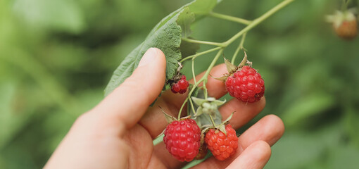 Farmer gently holds a branch of ripe, red raspberries, showcasing the vibrant colors and delicate...