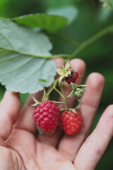 Hand gently holding a branch of ripe and unripe raspberries, showcasing the vibrant colors and...