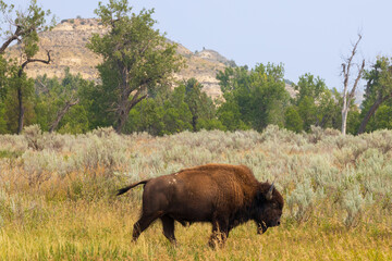 Bison at Theodore Roosevelt National Park, North Dakota