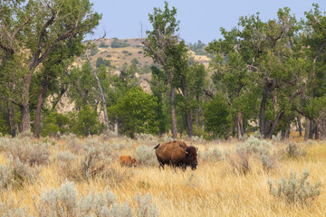 Bison and calf at Theodore Roosevelt National Park, North Dakota