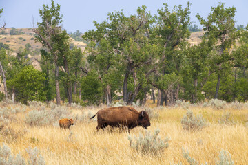 Bison and calf at Theodore Roosevelt National Park, North Dakota