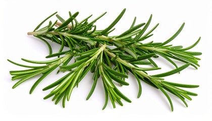 Fototapeta premium Fresh rosemary sprig, vibrant green leaves, aromatic herb on white background