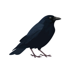 Obraz premium vector illustration of crow isolated in White Background, crow vector