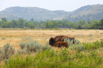 Bison and calf at Theodore Roosevelt National Park, North Dakota
