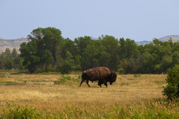 Bison at Theodore Roosevelt National Park, North Dakota