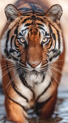 Fototapeta premium Close-up of a Tigers Face Showing Intense Gaze and Distinctive Stripes with a Focused Expression and Natural Habitat Background