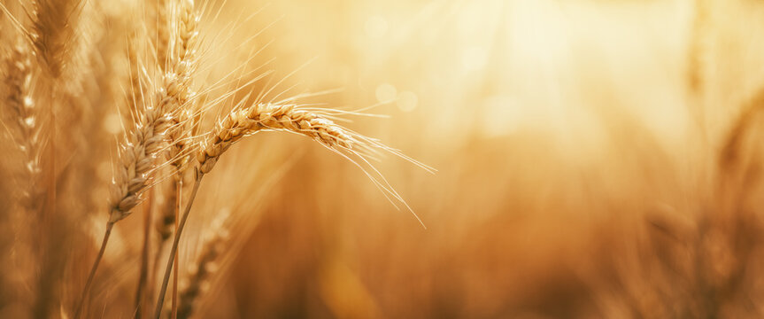 Close-up Of Ripe Golden Wheat With At Sunset - Harvest 