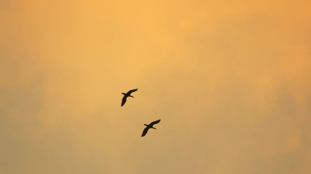 Birds Sunset Sky - Two birds fly in formation against a golden sunset sky.