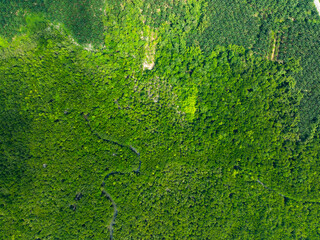 Amazing abundant mangrove forest Aerial view of forest trees Rainforest ecosystem and healthy environment background Texture of green trees forest top down