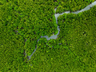 Amazing abundant mangrove forest Aerial view of forest trees Rainforest ecosystem and healthy...
