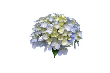 The Enchanting Beauty of Hydrangeas in Full Bloom