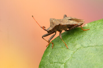 the insect Coreus marginatus on a rhubarb leaf